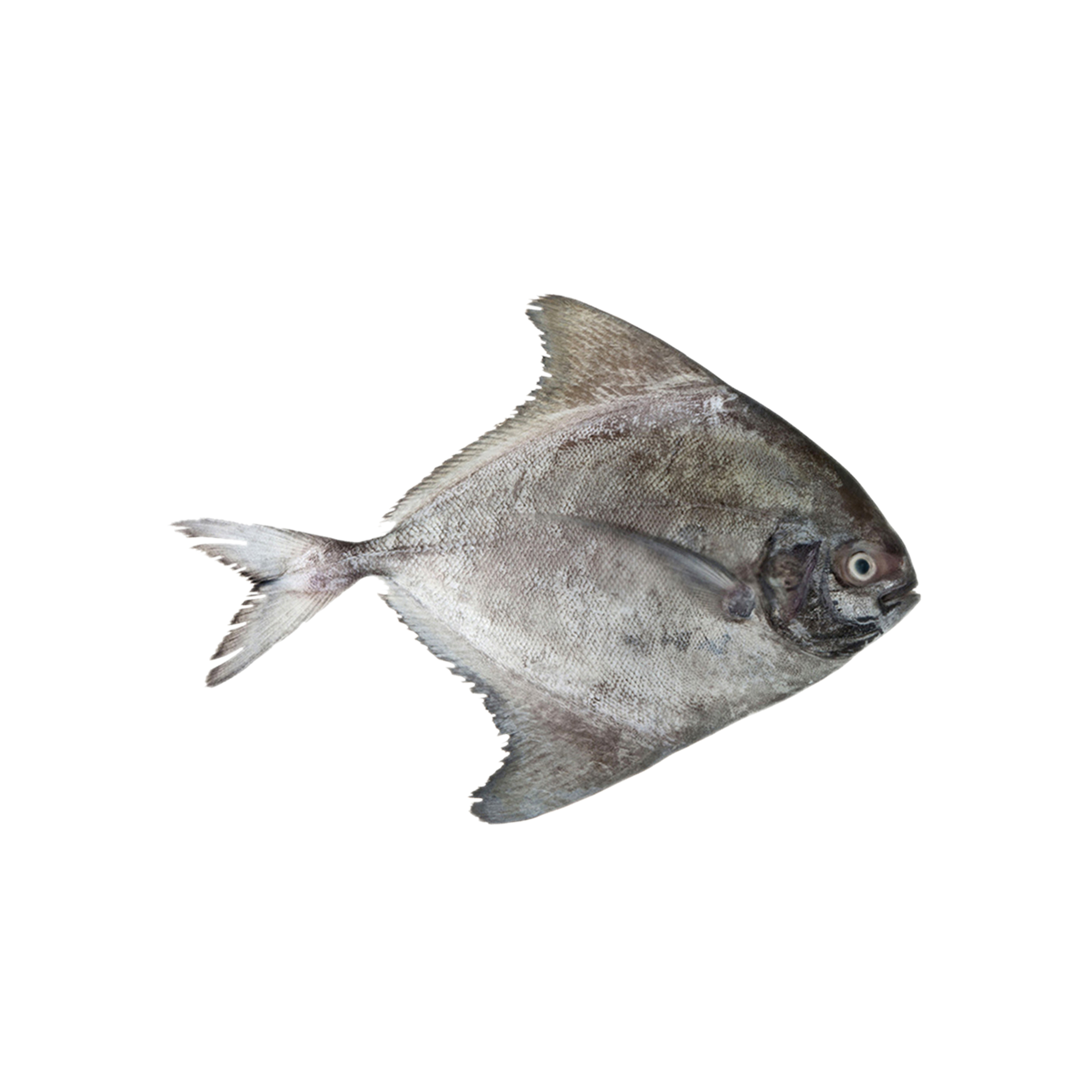 Round Fish