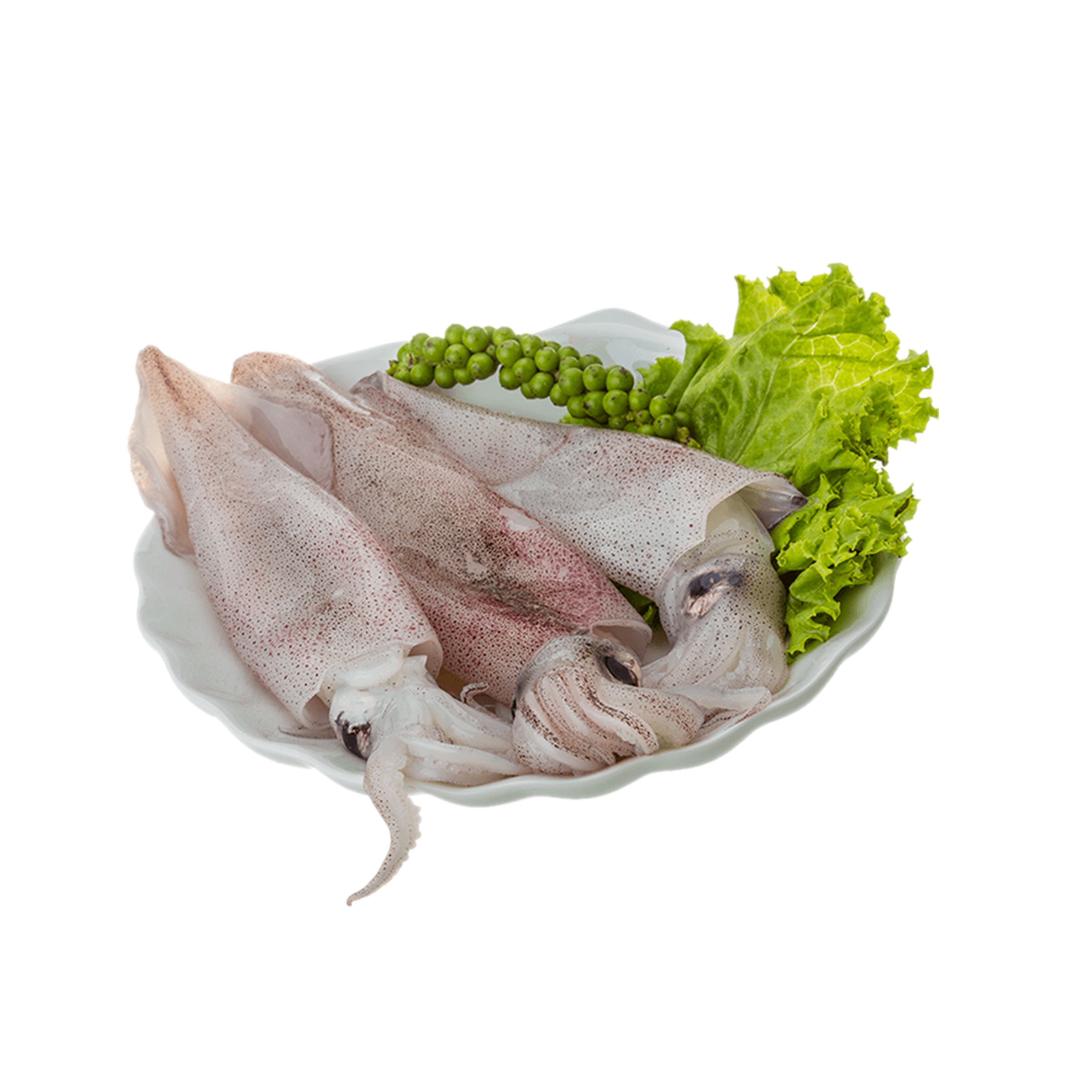 Molluscs