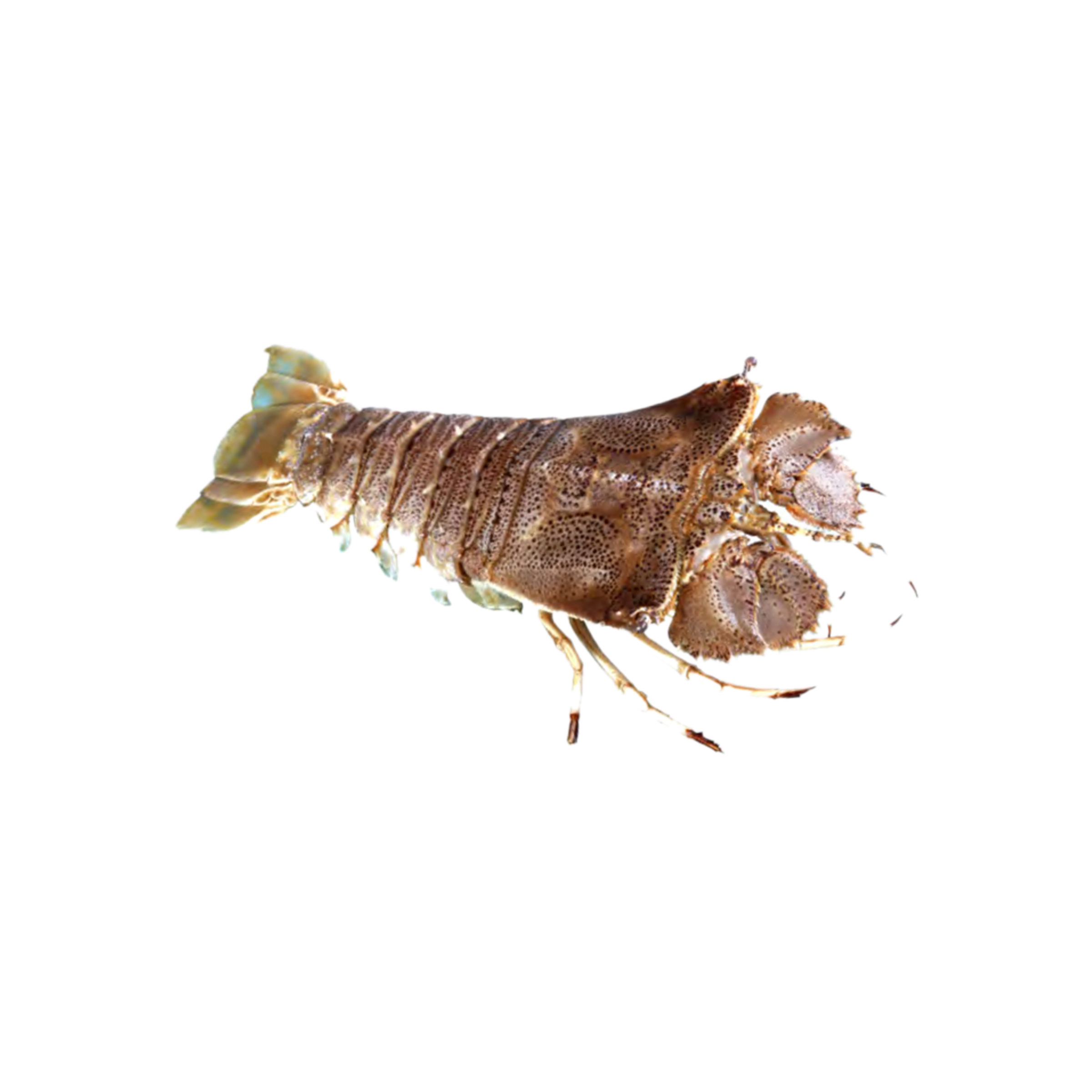 Crustacean